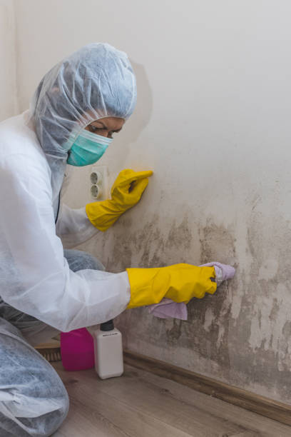 Best Commercial Mold Inspection  in Franklin, NH
